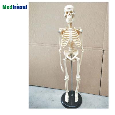 China Patients Care Demonstration Factory Price Small Skeletal Model For Medical Education for sale