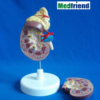 China Patients Care Demonstration Factory Price Life Size Anatomy Kidney Anatomical Model for sale