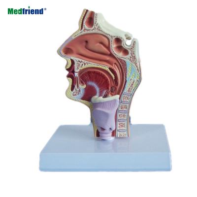 China Pathology Human Nasal And Oral Cavity Model Patients Care Demonstration Longitudinal Section And Pharynx And Larynx for sale