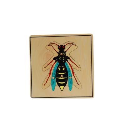 China Jigsaw Montessori Botany Insect Wooden Puzzle B220 for sale