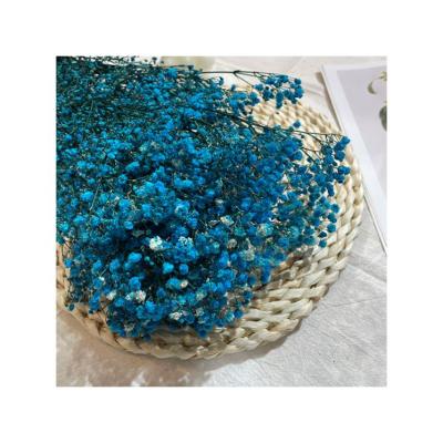 China Fashional Gift New Arrival Preserved Gypsophila Flower With Factory Price for sale