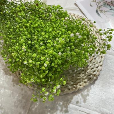 China Fashional gift wholesale A grade preserved colorful flower babysbreath gypsophila flower for flower arrangement for sale