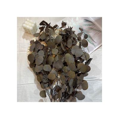 China Natural Preserved Plant Sale Petals Everlasting Eucalyptus Leaves For Flower Bouquet for sale