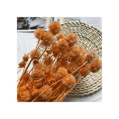 China Home and Indoor Decoration Multi Color Orange Flower Table Beautiful Fruit Windmill Dried Preserved Preserved Flowers for sale