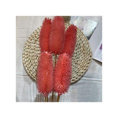 China Fashional 2021 hot popular dry flower dipsacus sativus for indoor decoration for sale