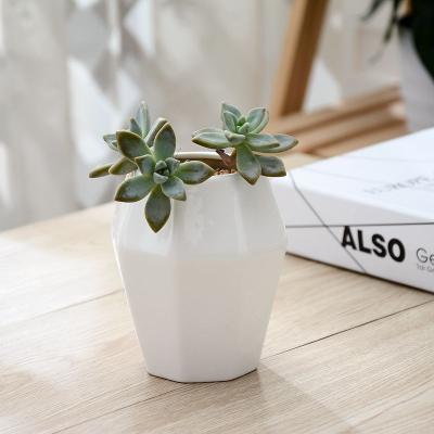 China Simple and beautiful retail flower pot succulent flower pot anise shape flower/green plant for sale