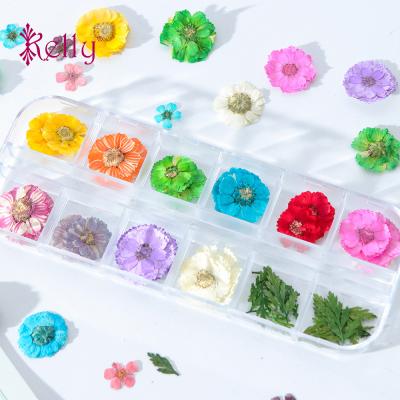 China Decorate Nail 12 Colors Nail Art 3D Dry Flower Natural Floral Slices Decal Pressed Dry Lace Flowers Decoration Set For UV Gel for sale