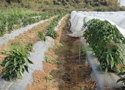 China Vegetable Cover Agriculture Non Woven Fabric Lightweight Non Toxic OEM Available for sale