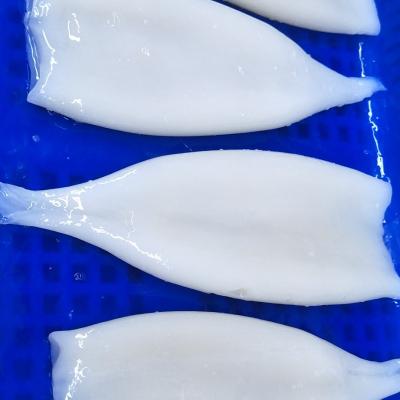 China FROZEN TUBE of nutritious SQUID for sale