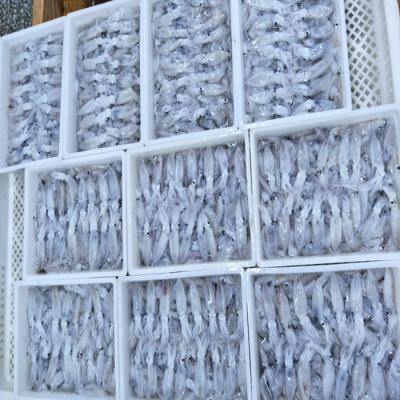 China Block Frozen Baby Squid Low Fat for sale