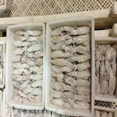 China BQF Nutritious Baby Squid 2021 for sale