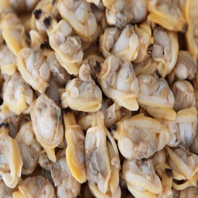 China China Yellow Sea Clams Frozen Cooked Seafood Clams for sale