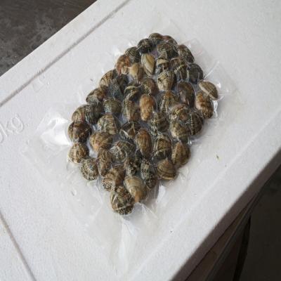 China Hot Sales Cooked Frozen Vacuum Packed Shortneck Clam for sale