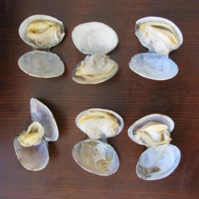 China Vietnam Premium Cooked Frozen Whole White Clam 40-60 for sale