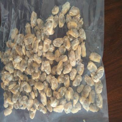 China Frozen Cooked New Season Cooked Baby Clam Meat 2021 for sale