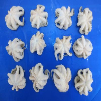 China Frozen octopus 20-40 40-60pcs/kg baby for sale