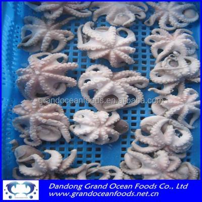 China FROZEN BABY OCTOPUS 20/40 40/60 60/80PCS/KG for sale