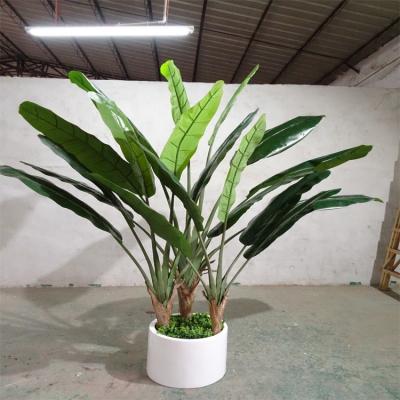 China High simulation 1.8-2.8m durable hot sale indoor decorative plant traveler banana tree bird of paradise for sale