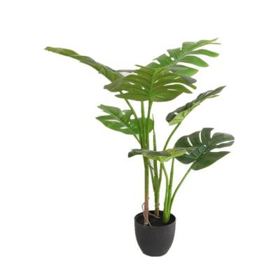 China Durable 80cm New Arrivals Tropical Philodendron Plants for sale