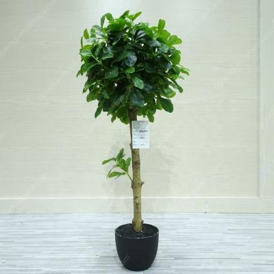 China Hot Selling China Factory Wholesale Green Realistic Indoor UV Plastic Trees Wall Artificial Topiary Plants for sale