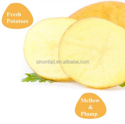 China China Export High Quality Mesh Bag Dried Holland Fresh Potatoes Suppliers Cheap Price Healthy Nutritious Fresh Potatoes for sale