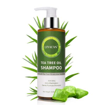 China Color-protecting Best Private Label Dandruff Tea Tree Oil Natural Anti-Inflammatory Anti-Irritant Hair Shampoo for sale