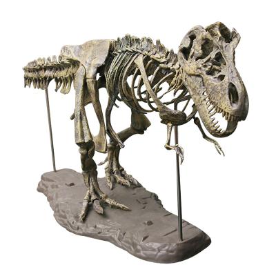 China Educational Gift Biology Kids Biologia DIY 3D Simulation Colors Dinosaur Skeleton Model for sale