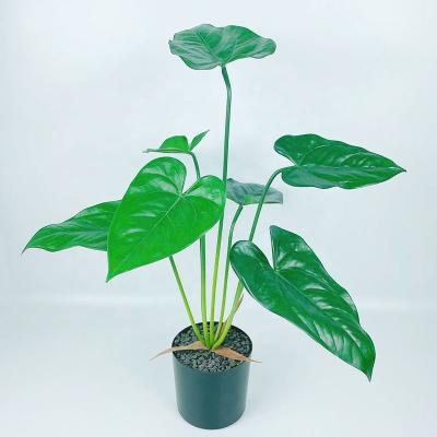 China Eco-friendly Wholesale Artificial Taro Leaf Plants Realistic PE Plant Indoor Decoration for sale