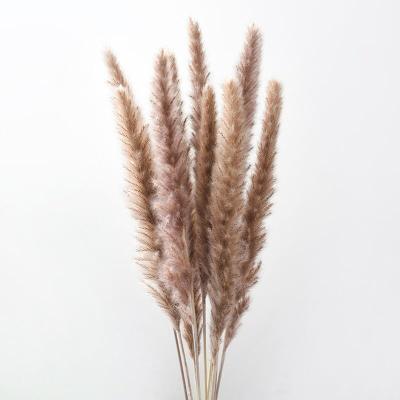 China Warm Natural White Pampas Grass Wholesale Color Decoration Tubular Pampas Grass Flowers for sale