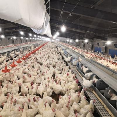 China Farms Egg Laying Nest In Breeder House Equipment Automatic Poultry Brolier System Poultry Layer Farm Equipment for sale