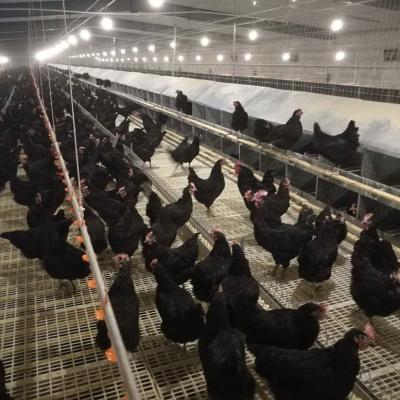 China Manual Chicken Feed Production Farms Egg Nest Animal Feed Processing Line for sale