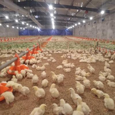 China Simple Demolition Solid And Durable Wholesale Chicken Feeders Automatic Poultry Farm Equipment For Layers Feeders Chicken Poultry Animal Equipment for sale