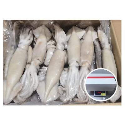 China NATURE Illex High Quality Frozen Squid For Malaysia Market for sale