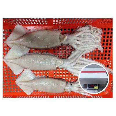 China Supply IQF Illex Nutritious Squid Whole Round For Market for sale