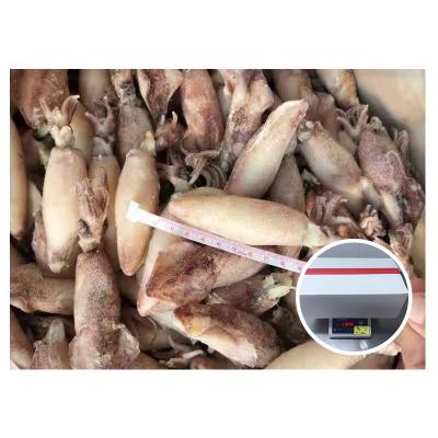 China NATURE High Quality Loligo Frozen Whole Round With Small Size for sale