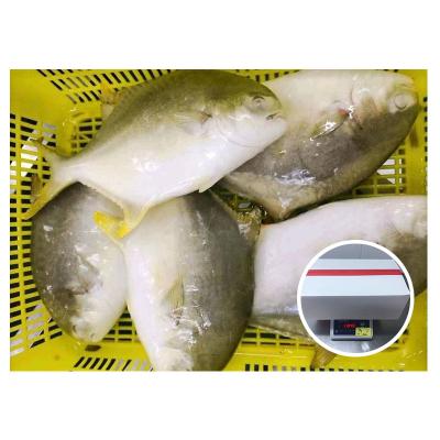 China NATURE'S Pompano Golden Pompano Riflefish Frozen Golden Fish On Sale for sale