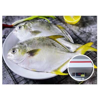 China NATURE wholesale seafood frozen golden pompano/golden damselfish for sale