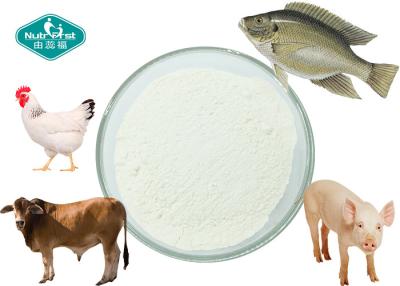 China Collagen Powder ex Bovine , Porcine , Chicken , Fish with 90% Protein for sale