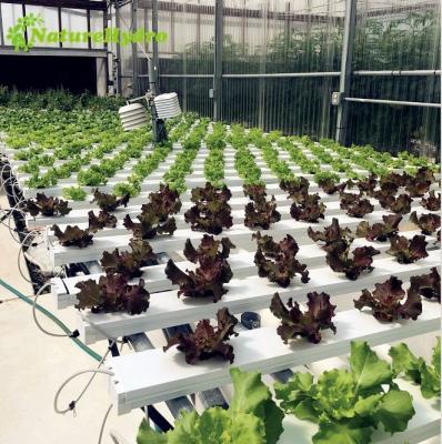 China Durable Cheap Price Nft Hydroponic Gully For Lettuce for sale