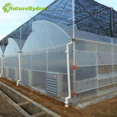 China Multi Film Span Sawtooth Greenhouse With Top Ventilation for sale