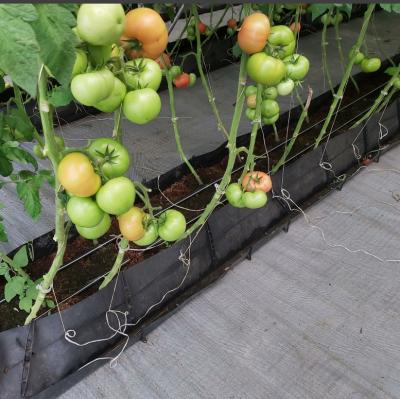 China Durable PP Hydroponic Tomato Roll To Grow System For Greenhouse for sale