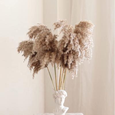 China The pampas grass dry arrangement small pampas grass YOPIN 095 flowers decor dry pampas grass the pampas grass dry arrangement small for sale