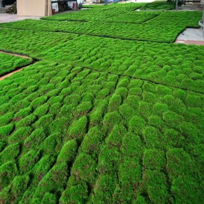 China YOPIN 249 Artificial Moss Flowers Moss Bark Artificial Plant Moss Grass Wall For Decoration for sale