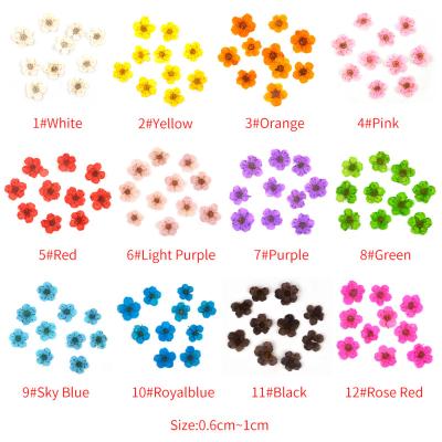 China Wholesale Mini Dry Flower Materials Bag Art Phone Frame Decor Real Dry Pressed Flowers Natural Makeup Nail Art Nail for sale