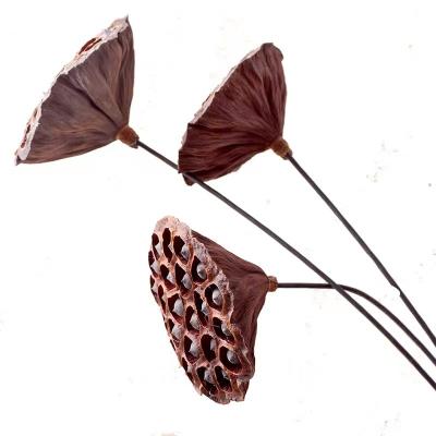 China Dried Lotus Seedpod Bouquet Amazon Lotus Seedpod Dried Flower Decorative Flowers For Home Christmas Bunny Valentine Gift Decoration Custom for sale