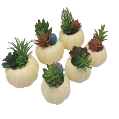 China Concise Ceramic Mini Amazon Harvest Festival Pumpkin Succulent Desktop Flower Pot for sale