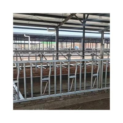 China Cow Farm Animal Livestock Panel Equipment Dairy Cow Strength Collar For Sale for sale