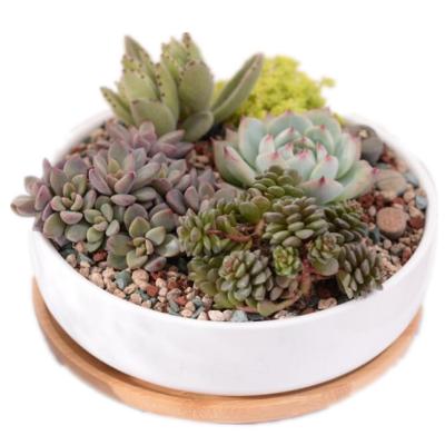 China 6 inch creative modern round white ceramic shallow flower pot with tray for home, garden used with flower/modern glazed green plant for sale