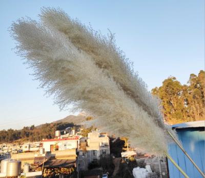 China Hot Selling Amazon Dried Flower Natural Large Colorful Pampas Grass For Wedding Indoor Outdoor Decoration for sale