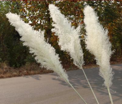 China Hot Selling Flower Natrual Decorative Fluffy Phragmites Dry Pink White Communis Plants Pampas Grass Flower for sale